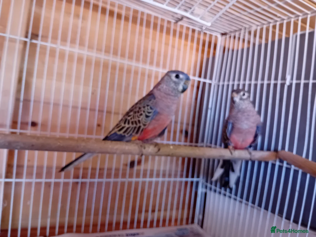 Parrots birds for sale: Bourkes  in Barnsley - Advert 3