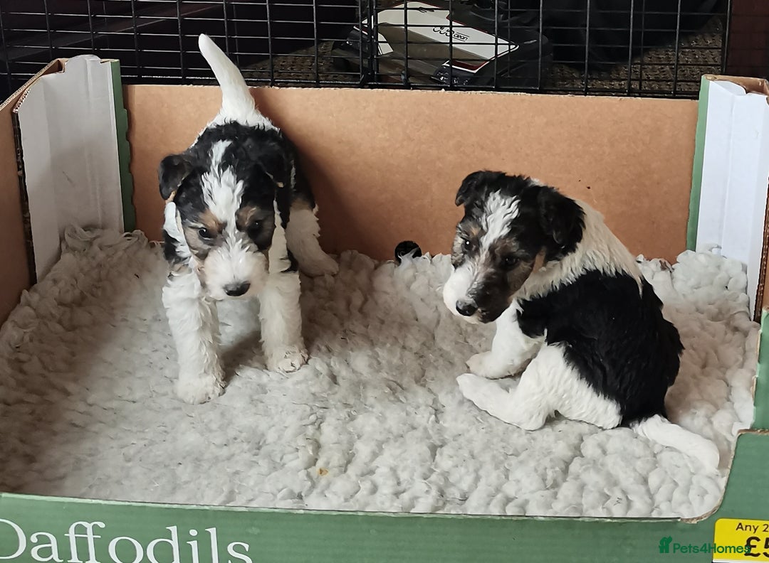 Fox Terrier dogs for sale: Gorgeous Wire Fox Terrier Pups Available. - Image 8