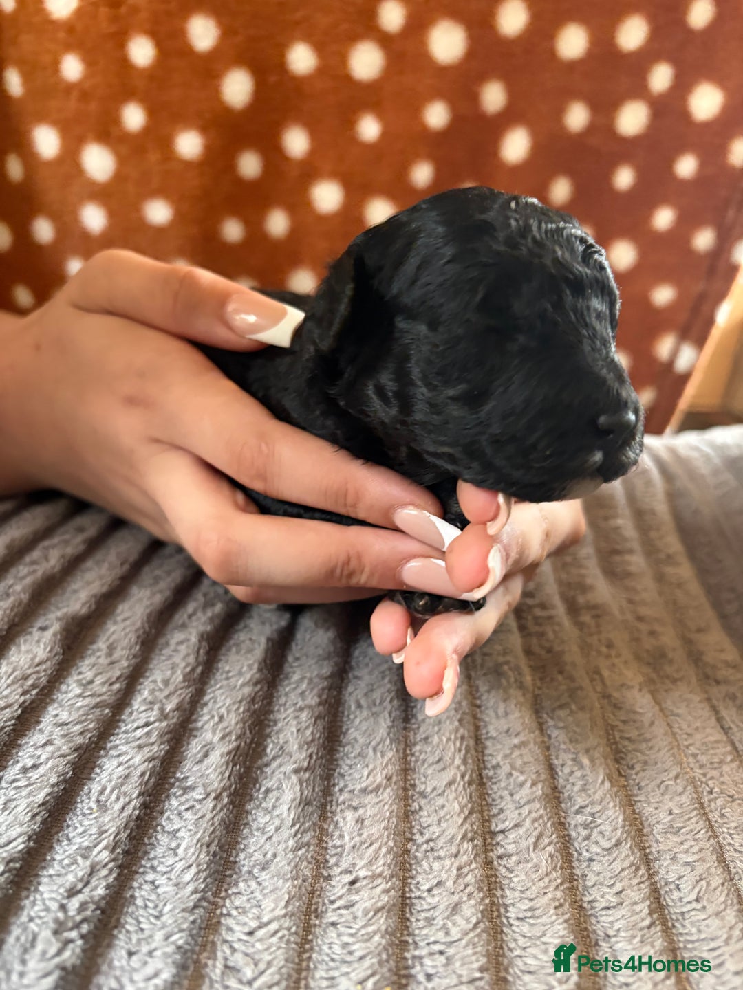 Mixed Breed dogs for sale: 8 beautiful cockapoo cross cavapoo pups - Image 13