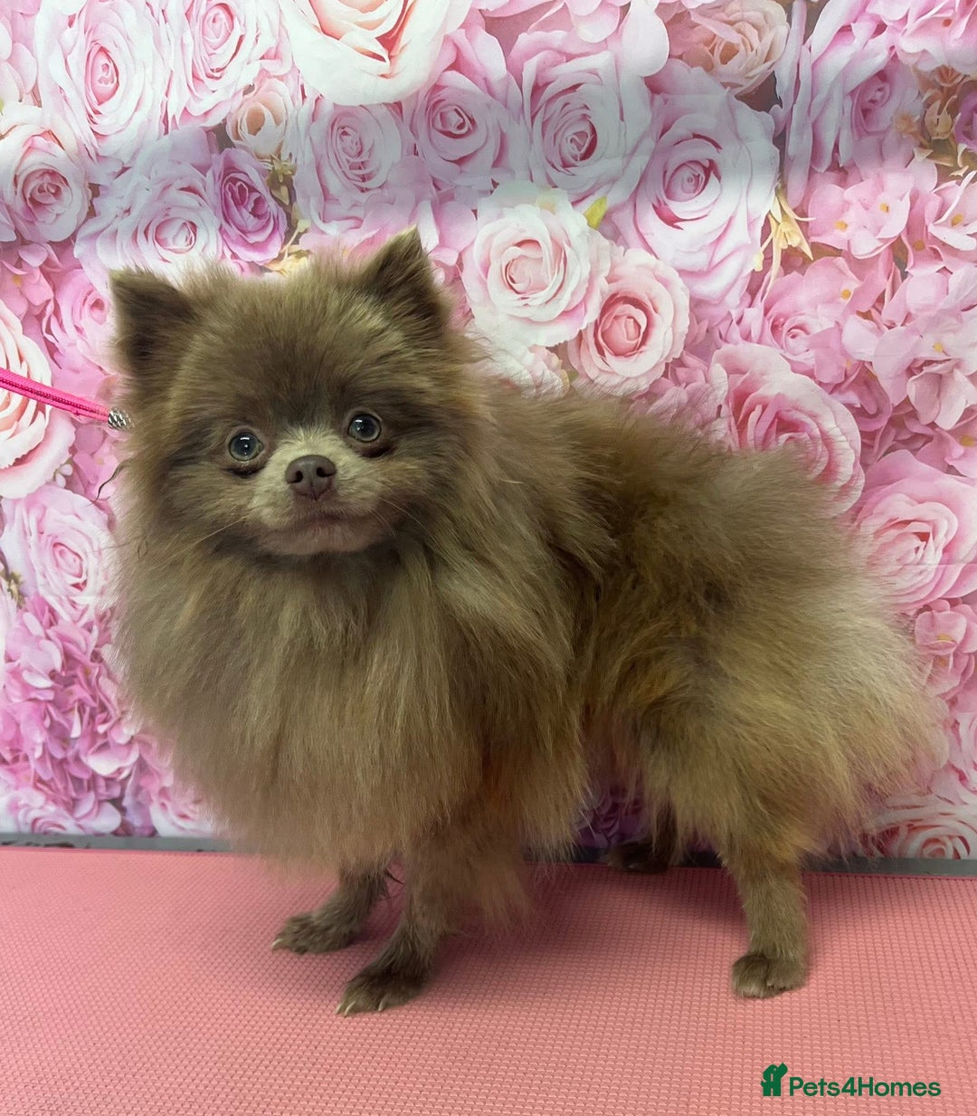 Pomeranian dogs for sale: Dior + Jimmy - Advert 5