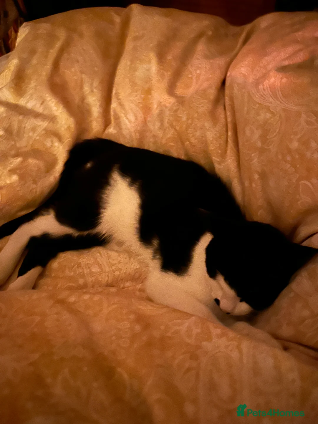 Mixed Breed cats for sale: Beautiful Playful Young Cats - Advert 24