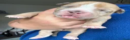 Olde English Bulldogge dogs for sale: Beautiful old English Bulldog Puppies for sale  - Advert 5