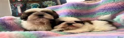 Shih Tzu dogs for sale: Lovely Shih Tzu puppies - Advert 2