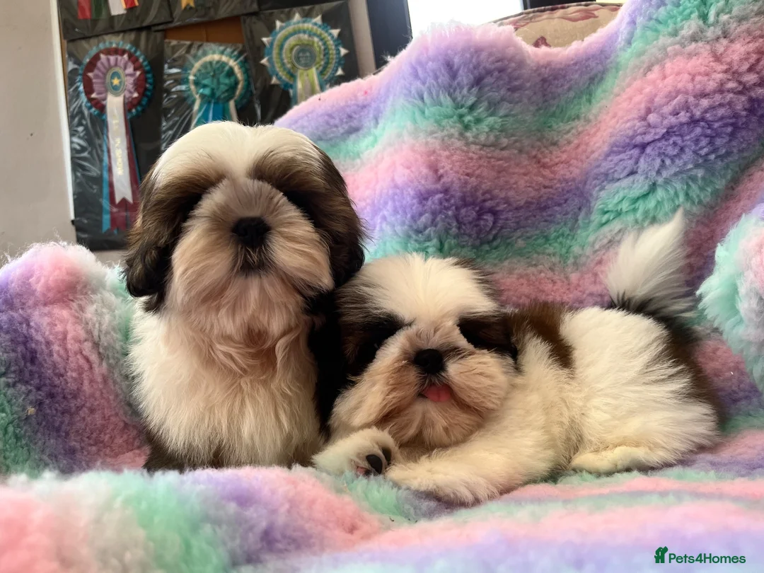 Shih Tzu dogs for sale: Lovely Shih Tzu puppies - Advert 2