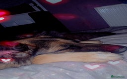 German Shepherd dogs for sale: Female German shepherd  - Image 2