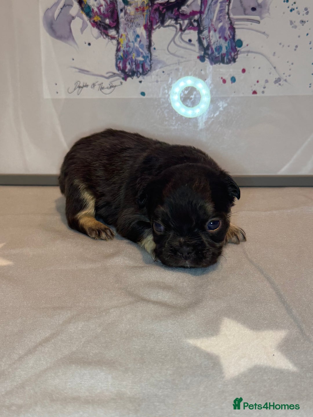 French Bulldog dogs for sale: Fluffy French Bulldog Puppies - Advert 12