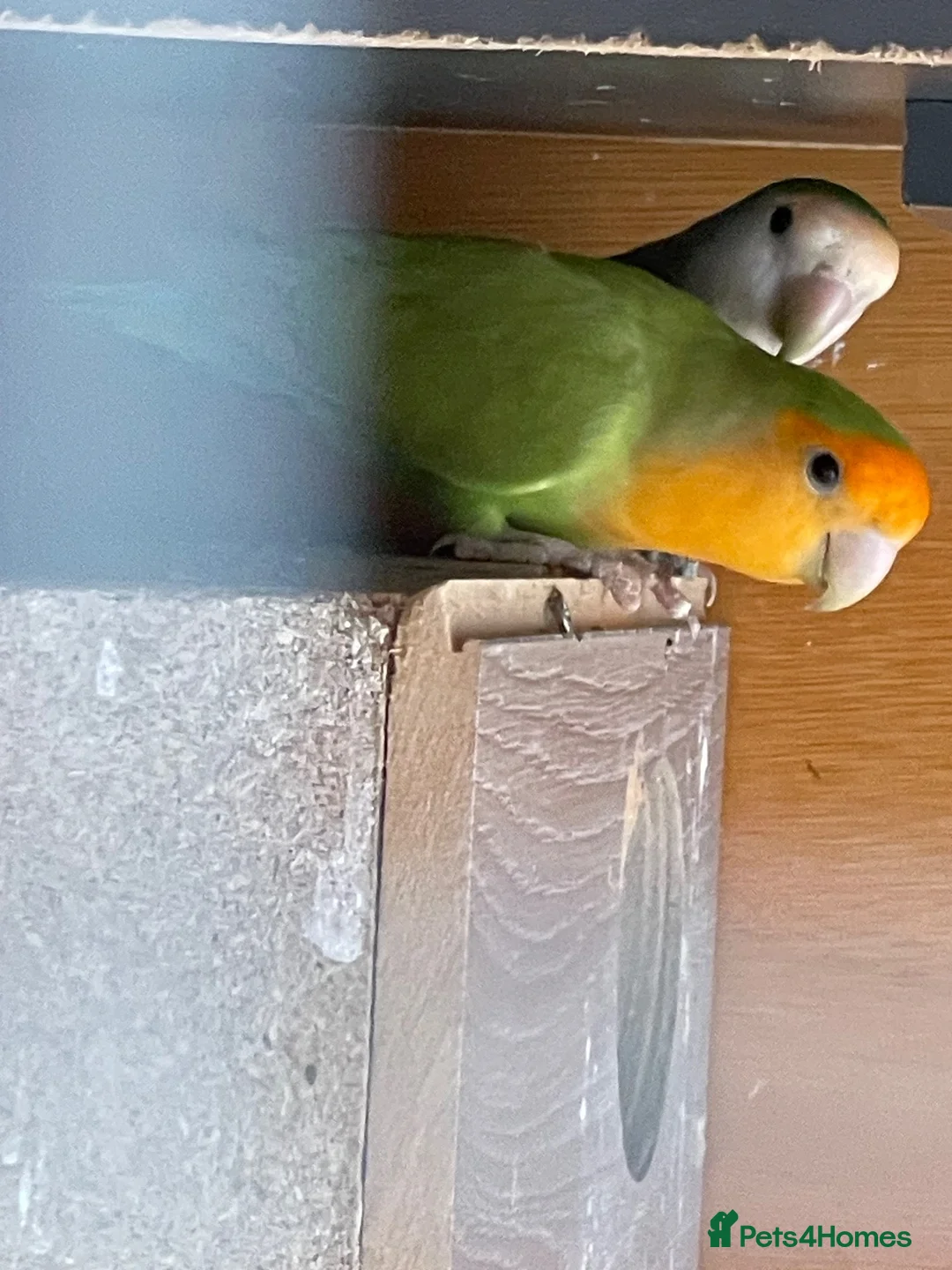 Lovebirds birds for sale: Lovebirds for loving home in Birmingham - Advert 2