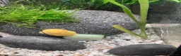 Snails invertebrates for sale: Golden mystery snail  in Hemel Hempstead - Advert 5