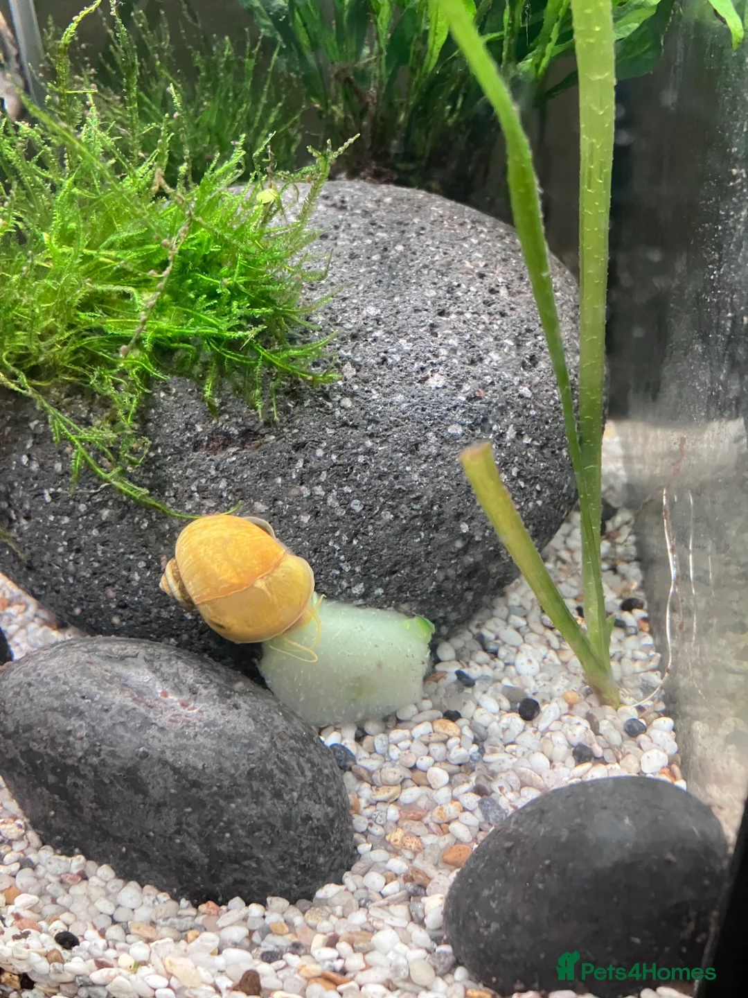 Snails invertebrates for sale: Golden mystery snail  in Hemel Hempstead - Advert 5
