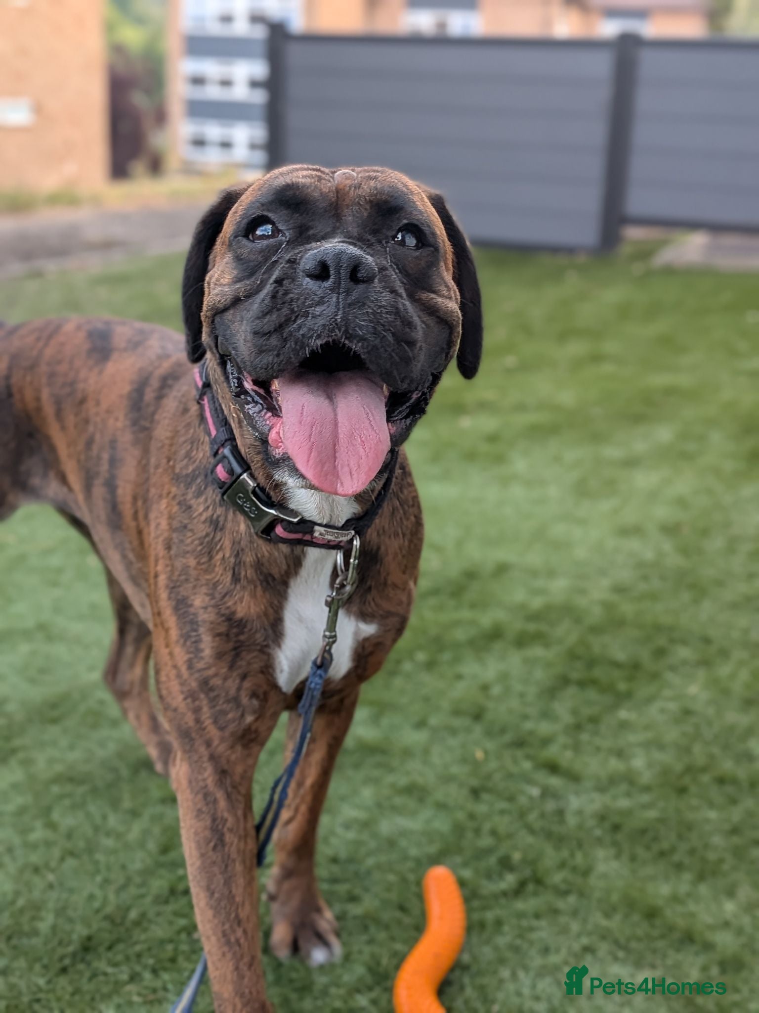 Boxer dogs Dotty - Advert 3