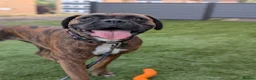 Boxer dogs for sale: Dotty in High Wycombe - Advert 1