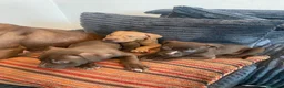 American Bull Staffy dogs for sale: 100% American Bull Staff Puppies for Sale - Advert 6