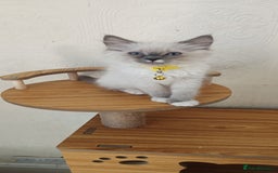 Ragdoll cats for sale: Cute Ragdoll Kittens for Sale - Image 10