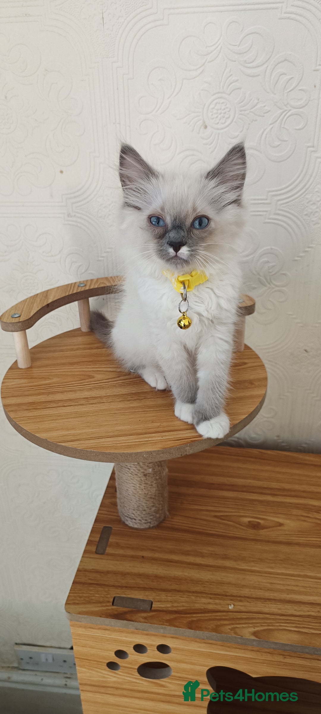 Ragdoll cats for sale: Cute Ragdoll Kittens for Sale - Image 10