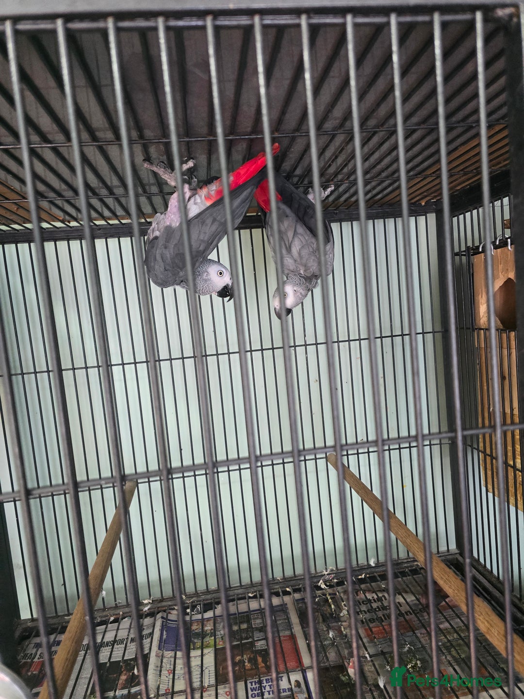 Parrots birds for sale: Proven pair of african grey  - Image 2
