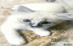 Ragdoll cats for sale: Gorgeous Snow Leocats: RagdollxSiberianxHimalayan! - Image 8