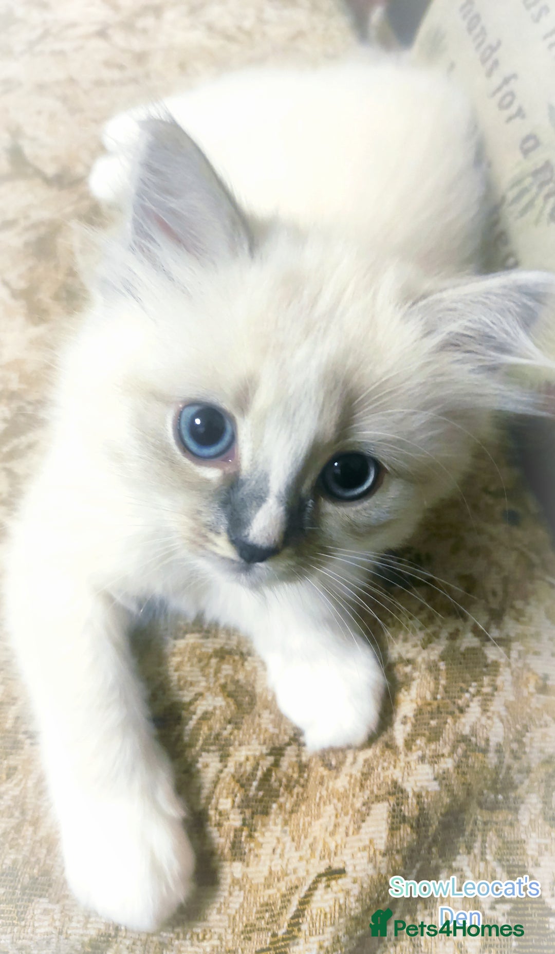 Ragdoll cats for sale: Gorgeous Snow Leocats: RagdollxSiberianxHimalayan! - Image 8