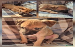 Whippet dogs for sale: 3 stunning KC registered males  - Image 2