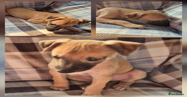 Whippet dogs - Advert 9