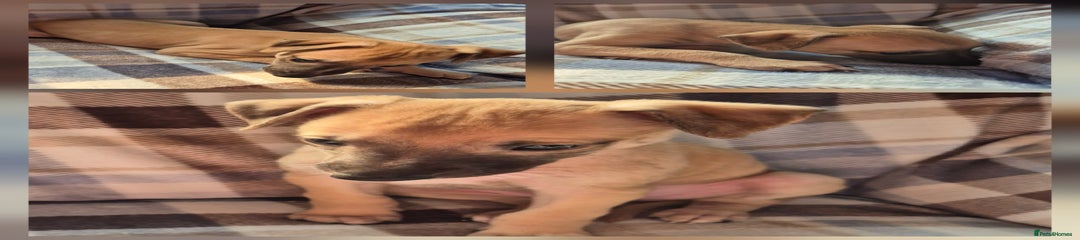 Whippet Puppy 1