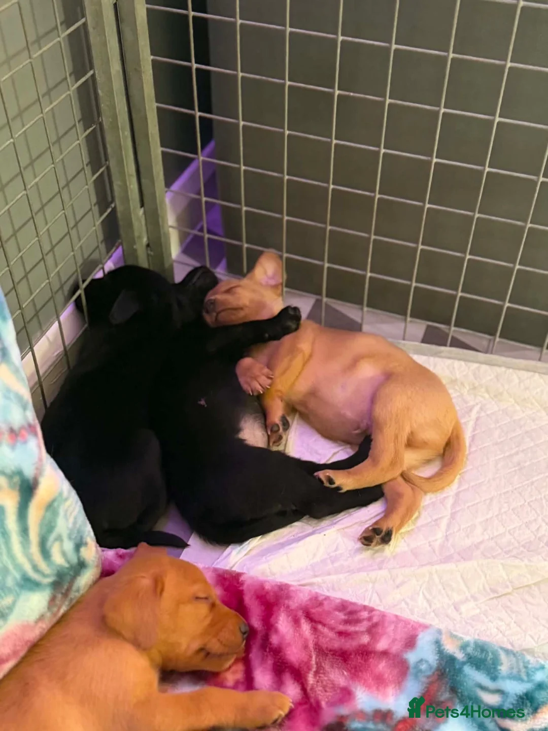 Labrador Retriever dogs for sale: Loving Labrador Puppies Seeking Forever Homes - Advert 31