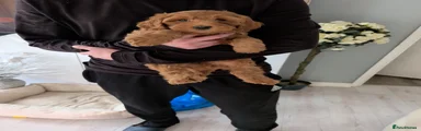 Labradoodle Puppy 4