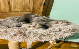 Scottish Fold cats for sale: Beautiful litter of Scottish fold reservation open - Image 10