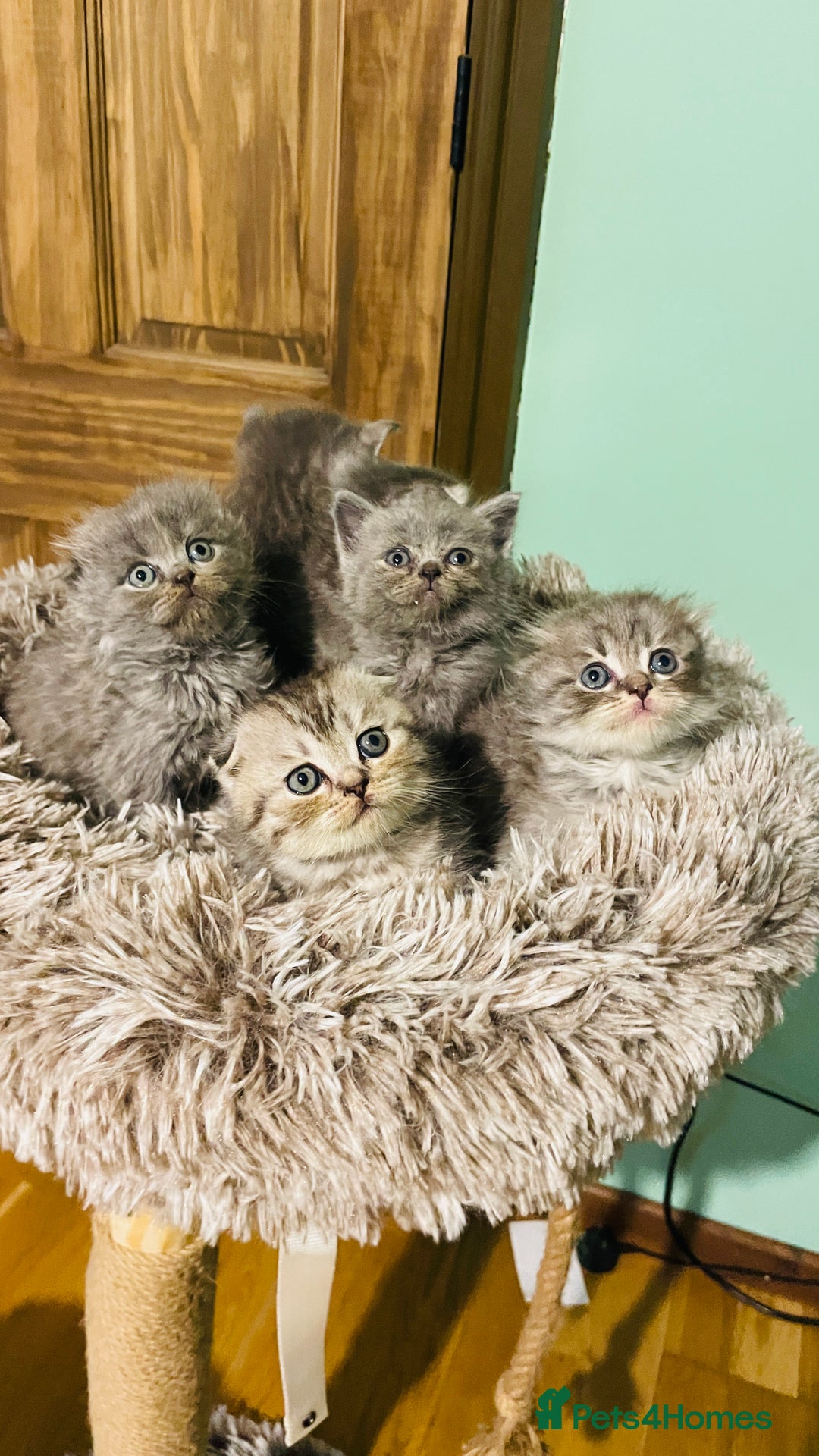 Scottish Fold cats for sale: Beautiful litter of Scottish fold reservation open - Image 10