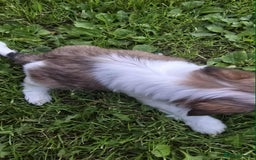 Shih Tzu dogs for sale: Shih Tzu - Image 4