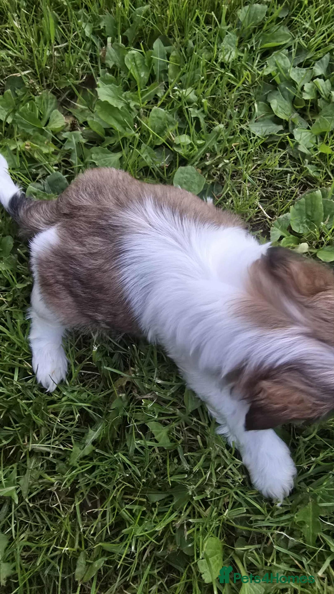 Shih Tzu dogs for sale: Shih Tzu - Image 4