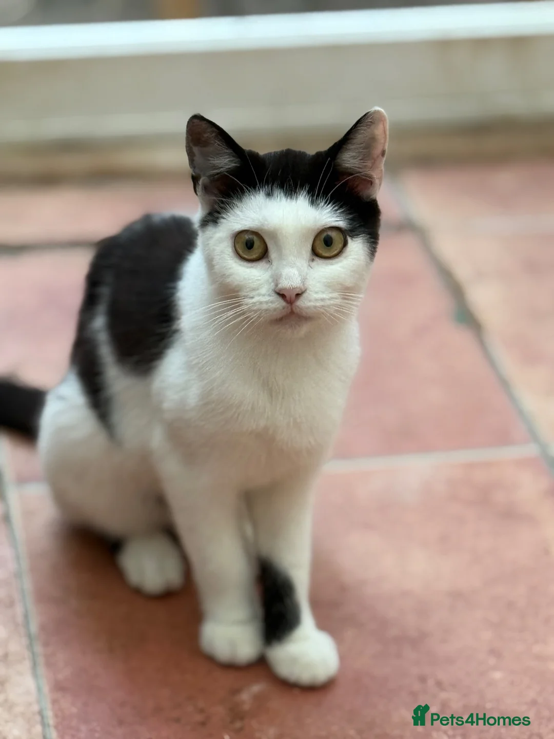 Mixed Breed cats for sale: Urgent rehoming adoption 3 beautiful juvenile cats - Advert 14