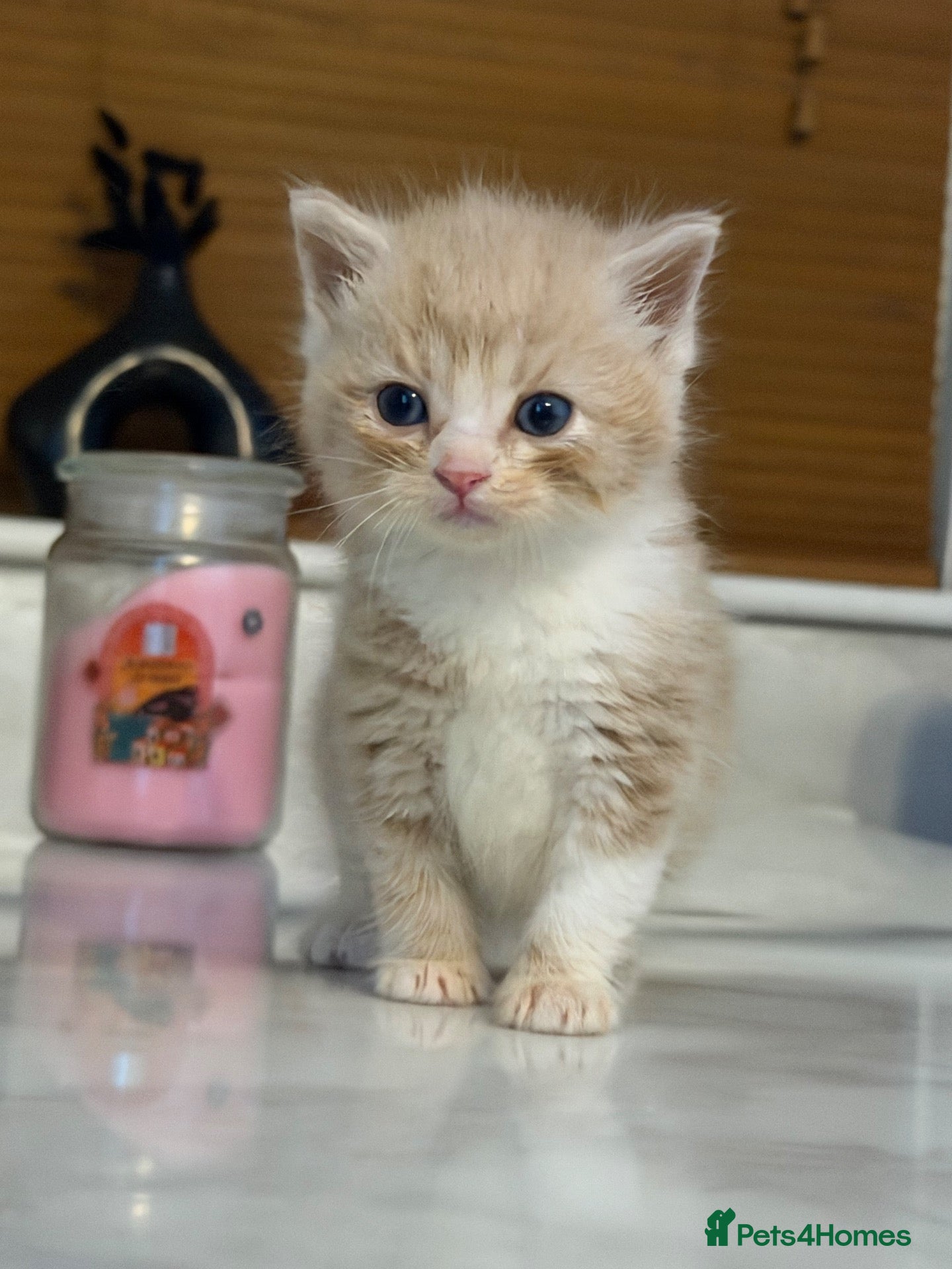 Exotic cats 🐾 Beautiful Exotic-Type Longhair Kittens 🐾 - Advert 14