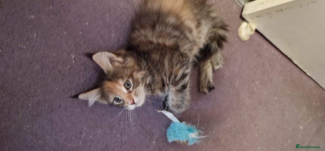 Maine Coon cats for sale: Maine Coon Kittens Looking for Loving Homes - Advert 3