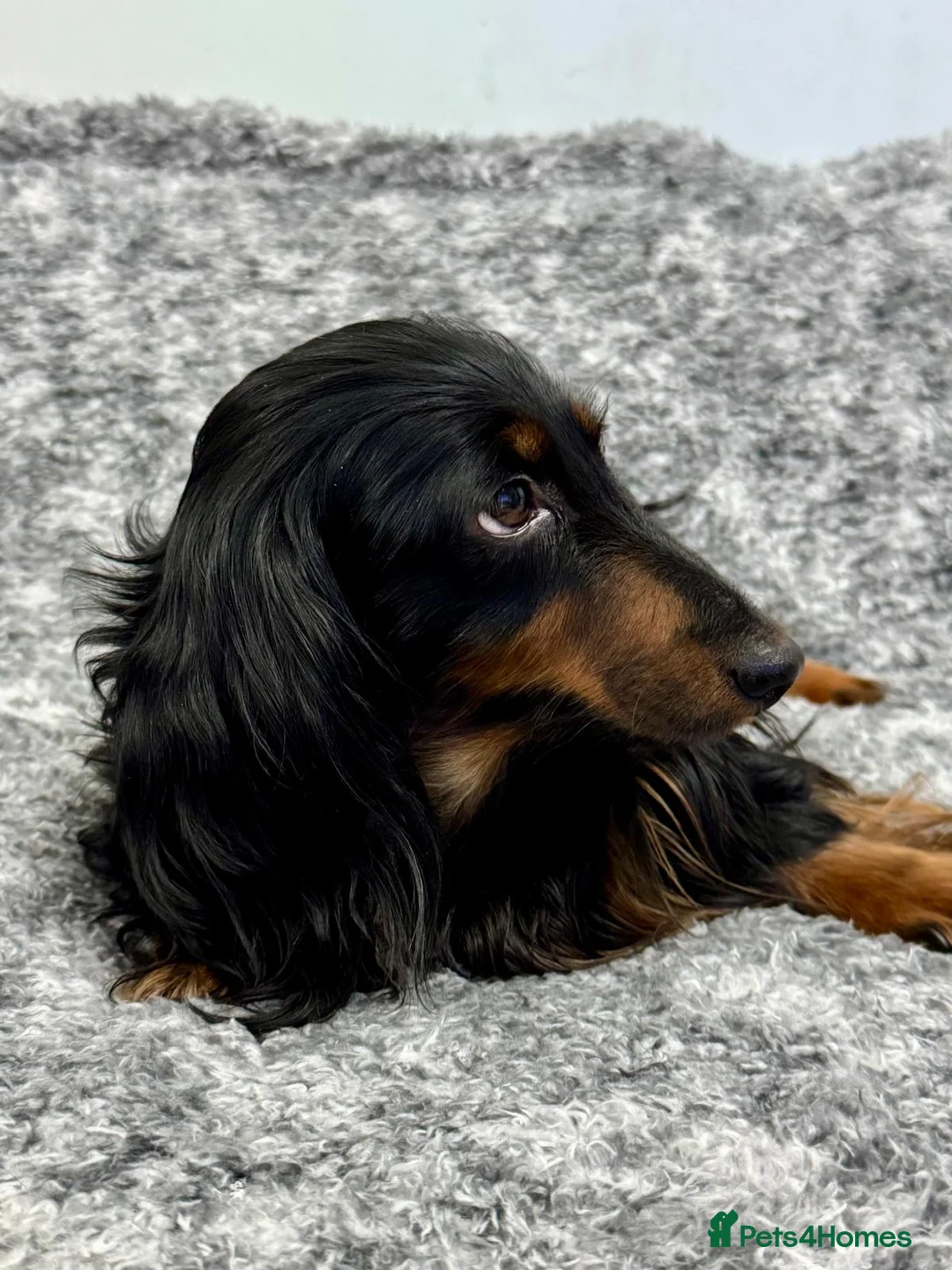 Miniature Dachshund dogs for sale: Beautiful miniature dachshund female  - Advert 4