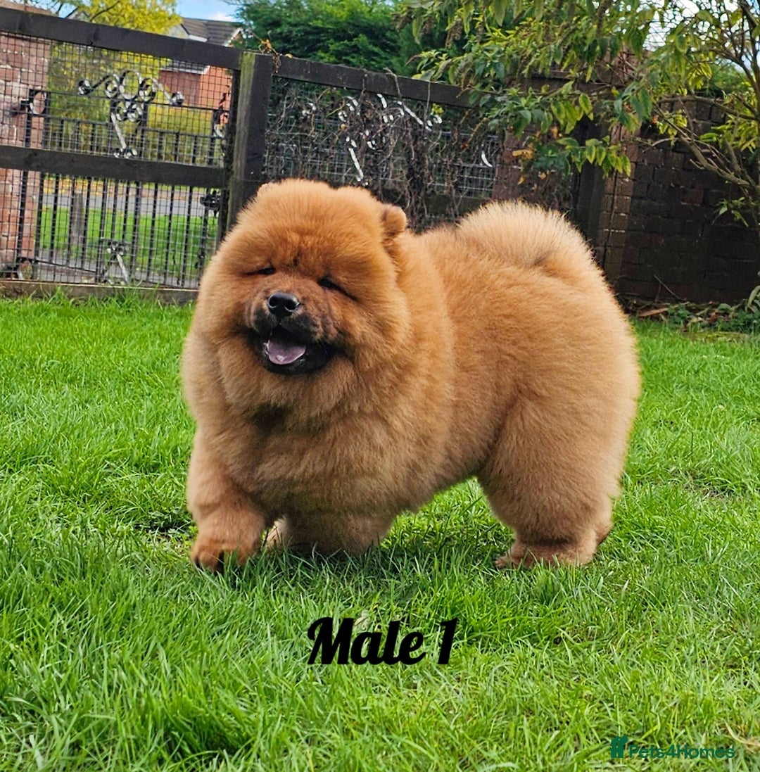Chow Chow dogs for sale: Crufts champion pedigree  - Image 11