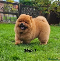 Chow Chow dogs - Advert 3