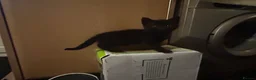 Mixed Breed cats for sale: 3 BEAUTIFUL KITTENS!  - Advert 9