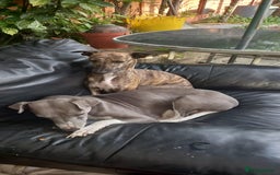 Whippet dogs for sale: *LAST MALE PUPPY* Beautiful KC Registered Puppies - Image 26