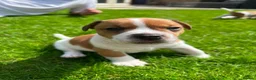 Jack Russell dogs for sale: Jack russell puppies  - Advert 4