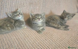 Mixed Breed cats for sale: Beautiful kittens  - Image 4