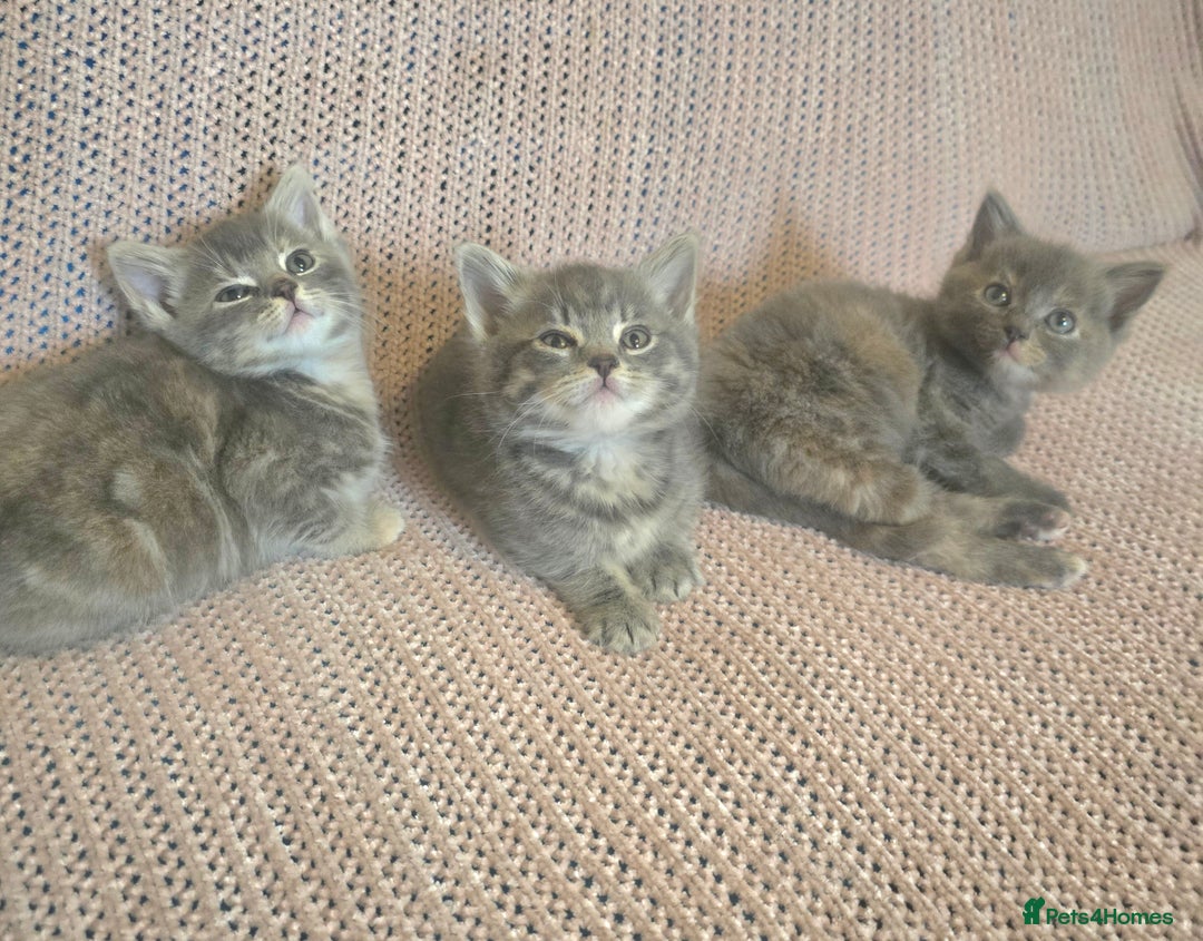 Mixed Breed cats for sale: Beautiful kittens  - Image 4