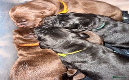 Newfoundland dogs for sale: Kc Registered & health tested Newfoundland Puppies - Image 2