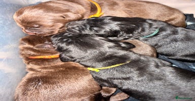 Newfoundland dogs - Advert 6