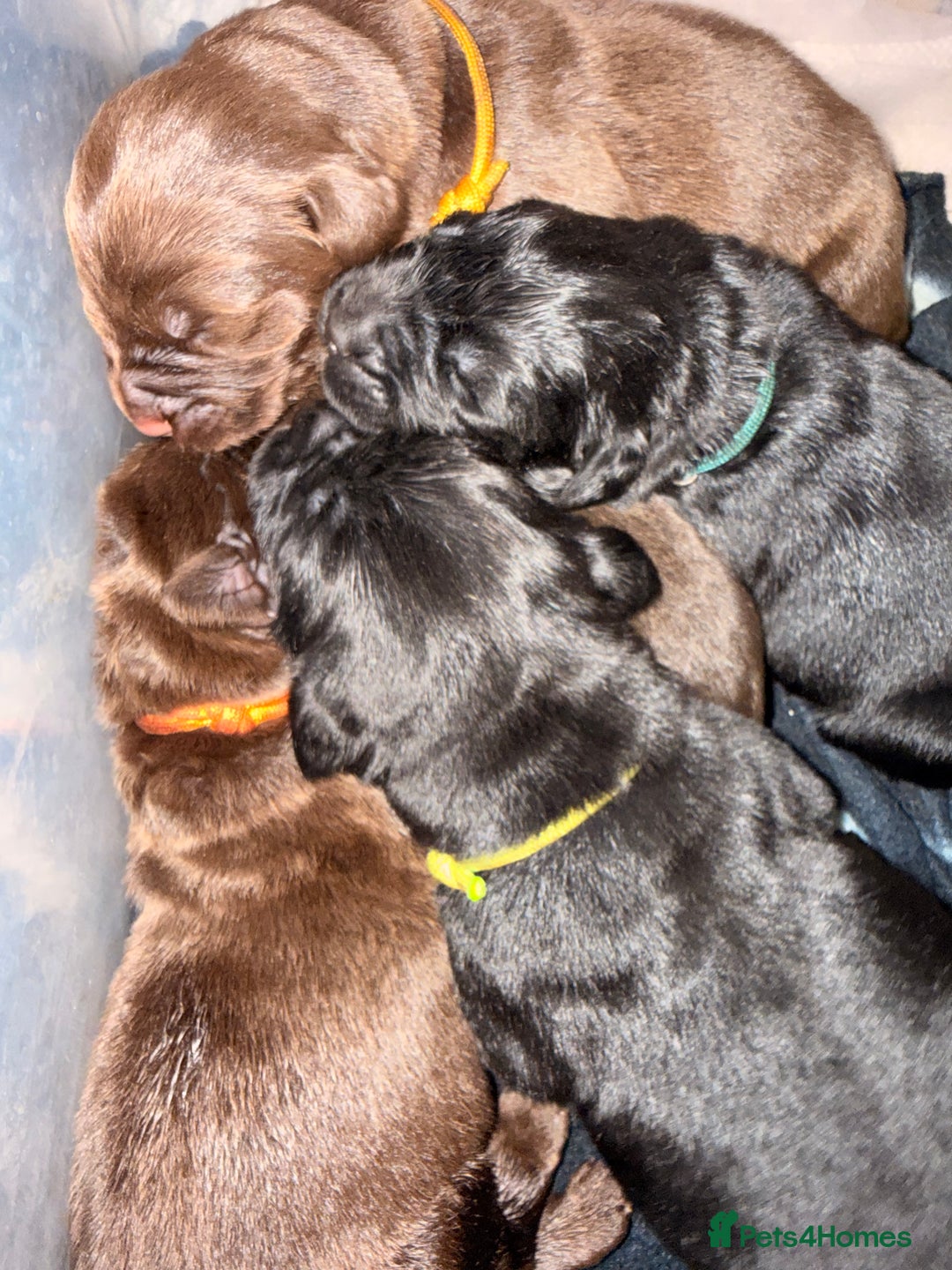 Newfoundland dogs for sale: Kc Registered & health tested Newfoundland Puppies - Image 2