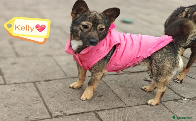 Mixed Breed dogs - Advert 5