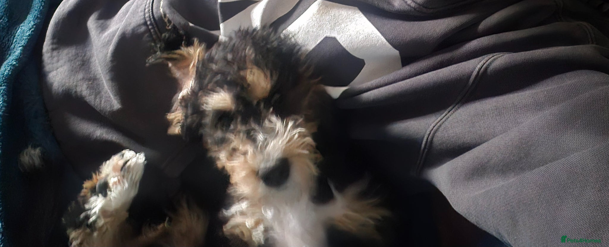 Mixed Breed dogs Beddlington  - Advert 2