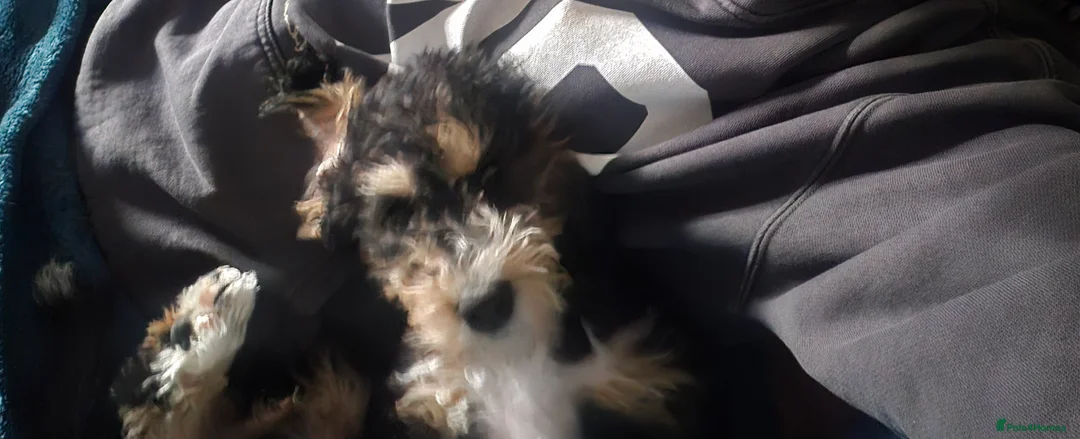 Mixed Breed dogs for sale: Beddlington  - Advert 1