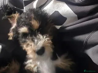 Mixed Breed dogs Beddlington - Advert 6