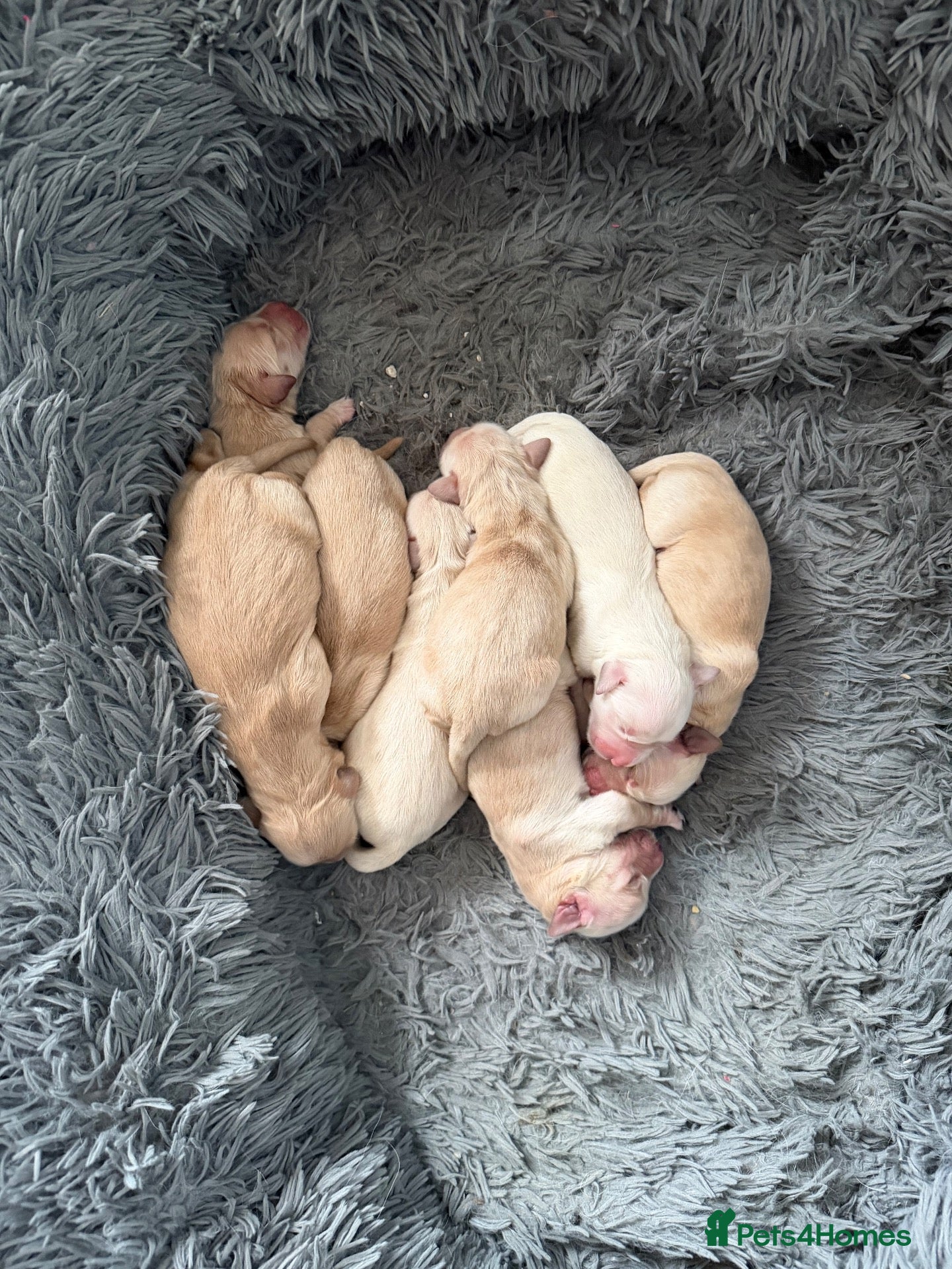Golden Retriever dogs KC Registered Golden retriever puppies - Advert 2
