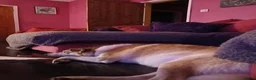 Mixed Breed dogs for adoption: Meet Dolly, currently residing in Leicester  in Hinckley - Advert 5